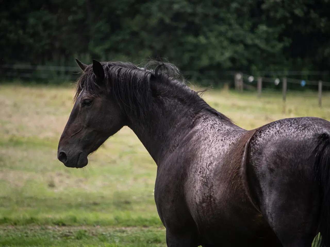 Billede 8 - Ukompliceret knabstrupper ponyhoppe