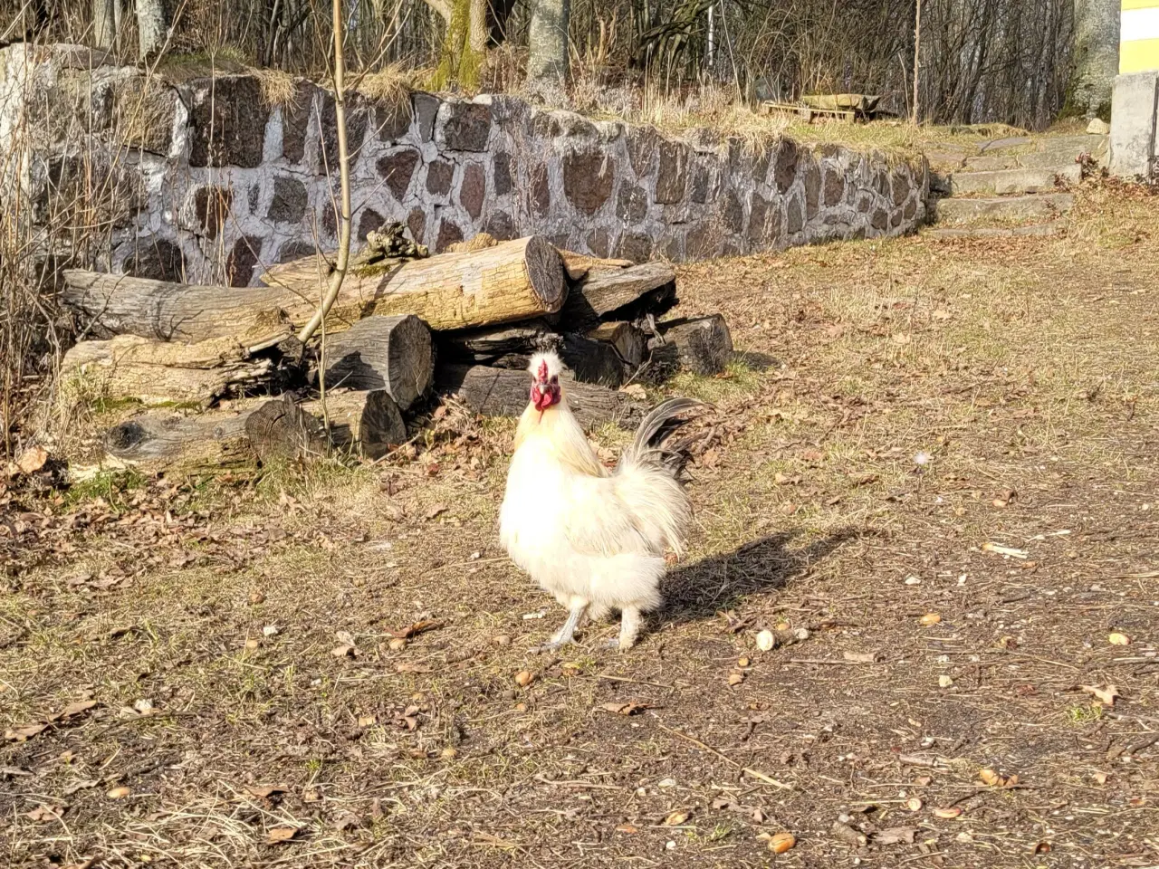Billede 1 - Sød og flot silkehane sælges