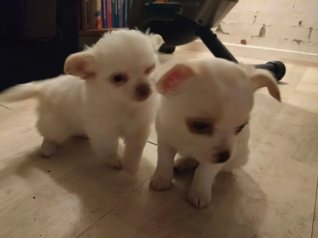 Billede 6 - 5 lækre små Chihuahua hvalpe!