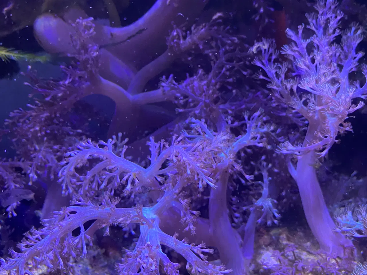Billede 1 - Koral saltvandsakvarie