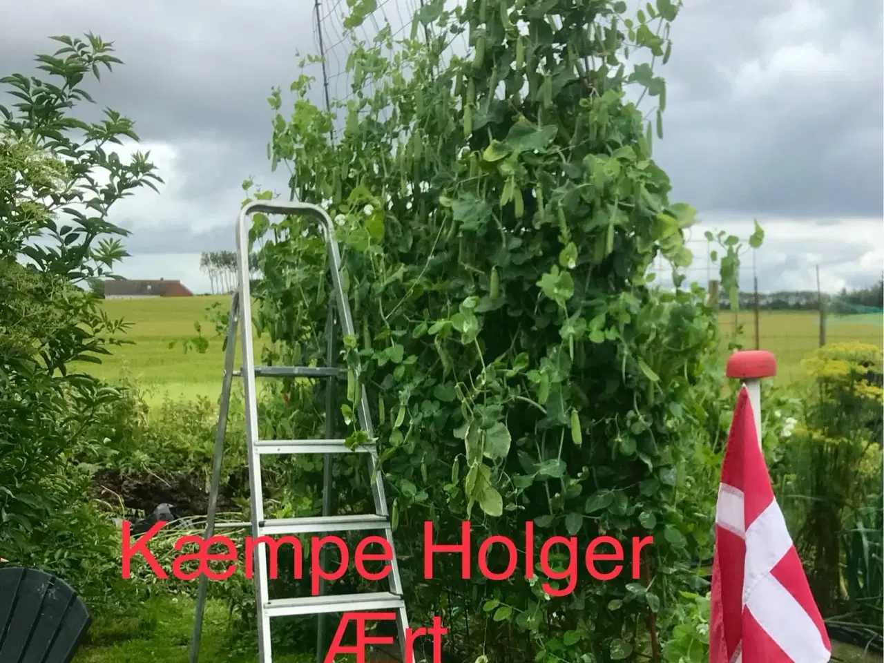 Billede 8 - Holger ærter. Stevns ærter. Sjelles Ærter.