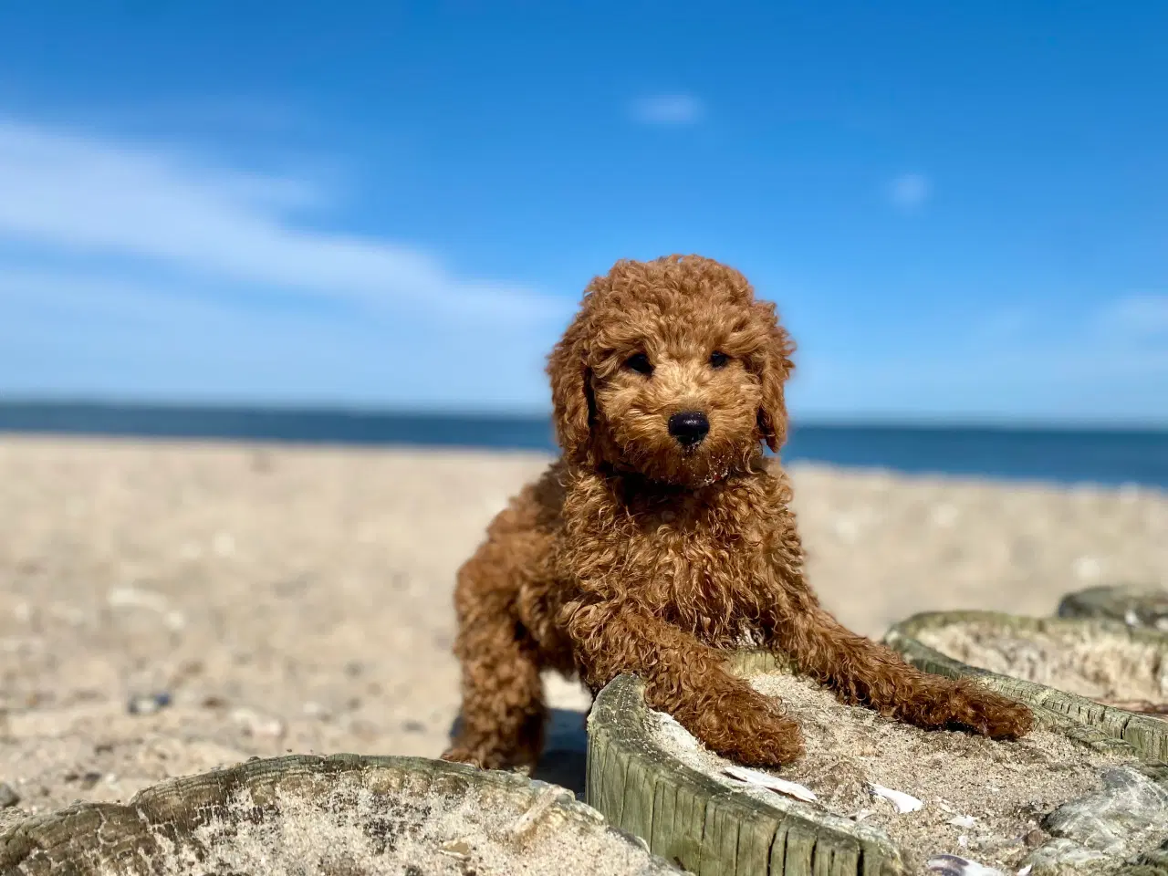 Billede 1 -  1 smuk mini Goldendoodle tilbage, doodle hvalpe
