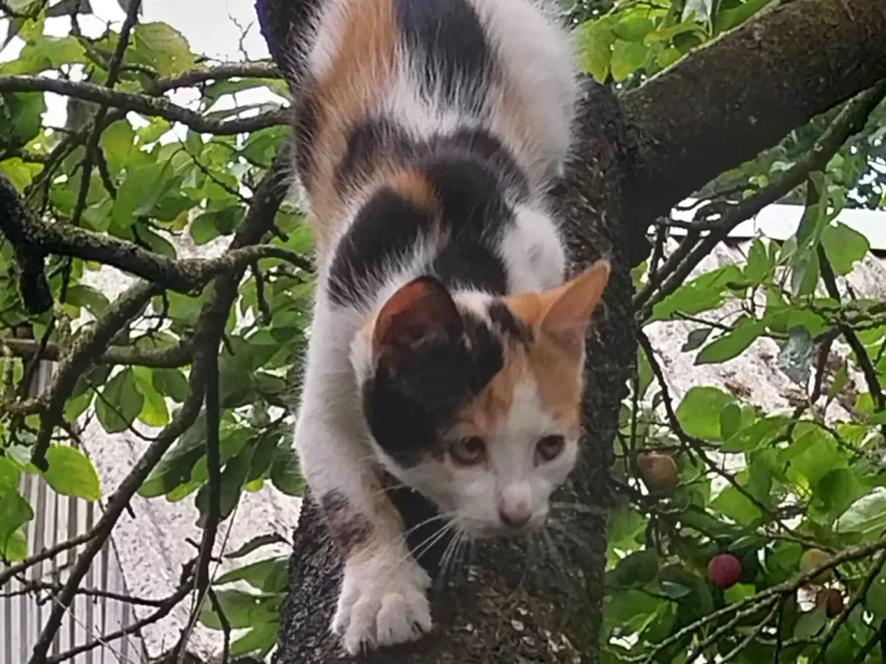 Billede 9 - Katte killinger 