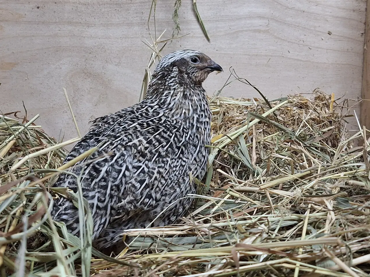 Billede 3 - Jumbo vagtler 