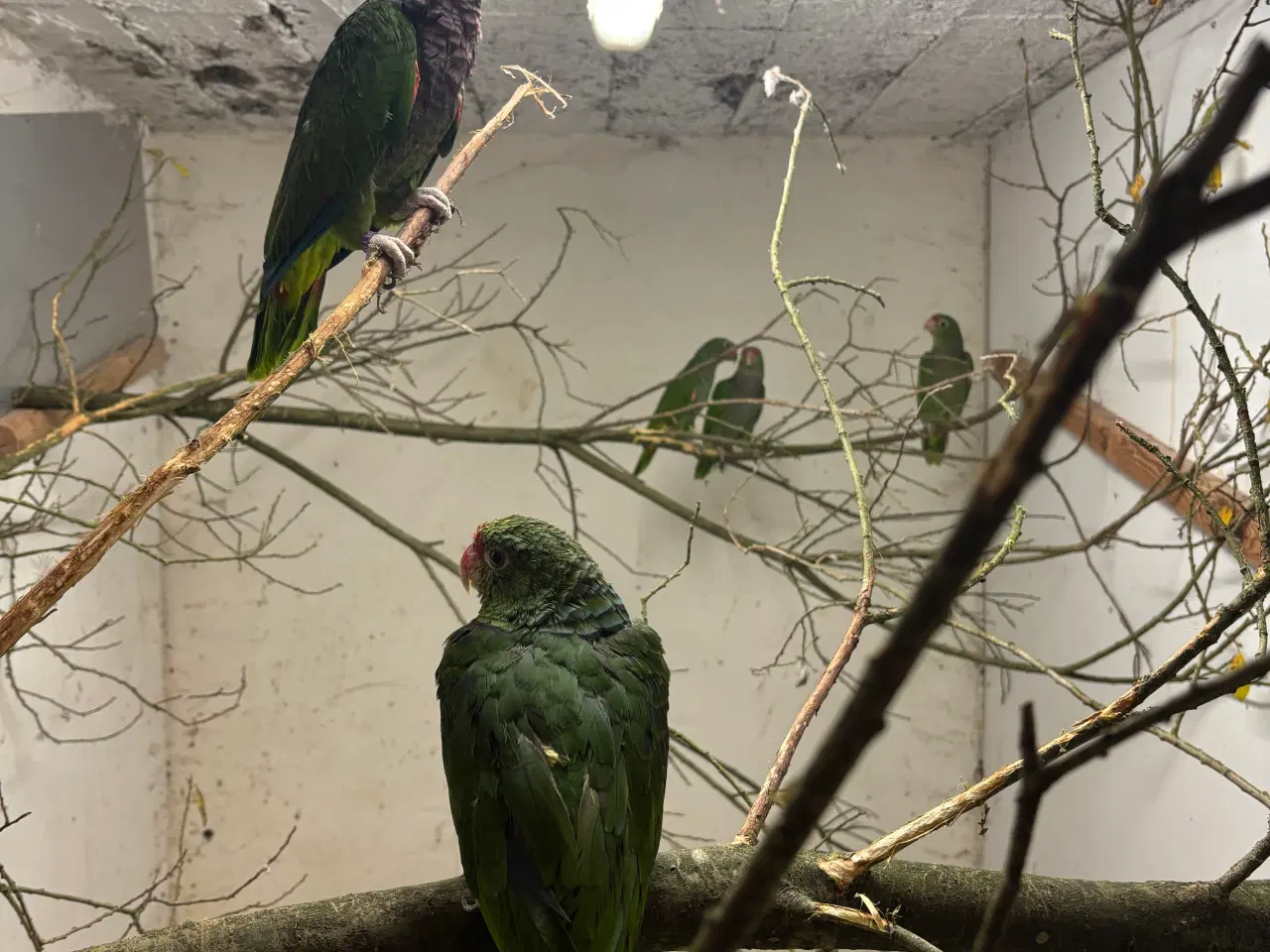 Billede 2 - Vinrød Amazonpapegøjer