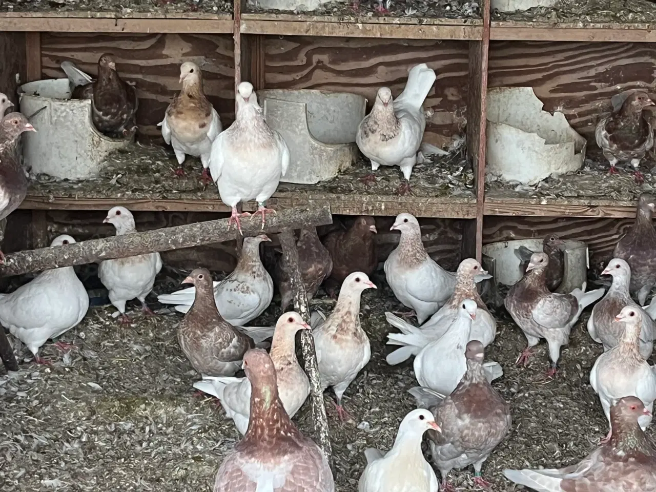 Billede 3 - Kønvisende texaner duer