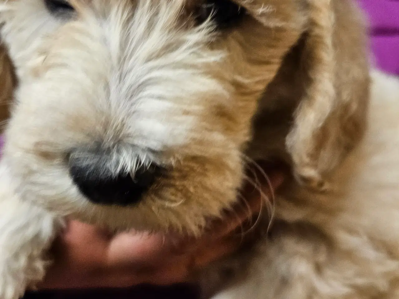 Billede 3 - Labradoodle hvalpe