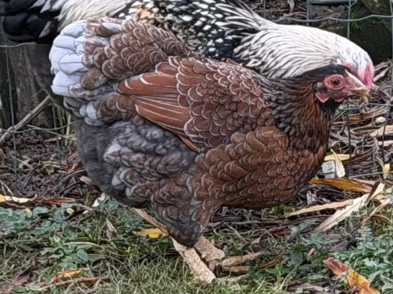 Billede 3 - Blandings høne, og en Wyandott høne
