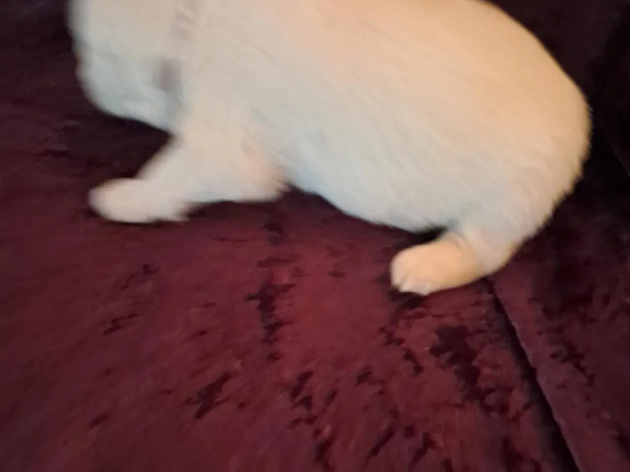 Billede 6 - dejlige hvalpe søger nyt hjem