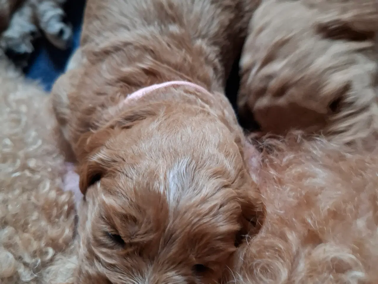 Billede 8 - Goldendoodle/Labradoodle