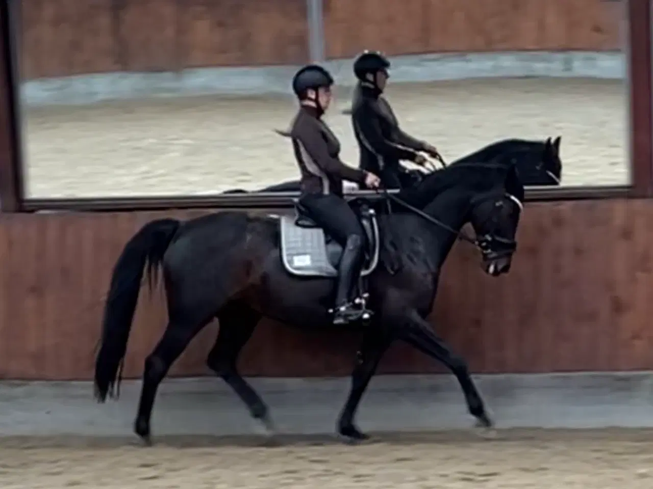 Billede 7 - Smuk hoppe 