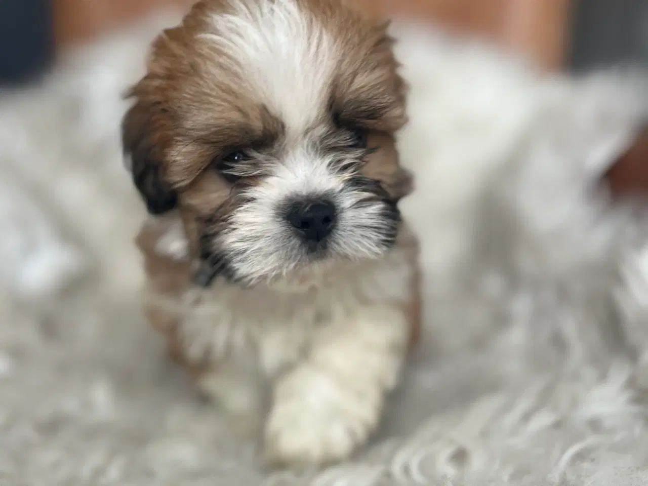 Billede 3 - Lhasa Apso hvalpe