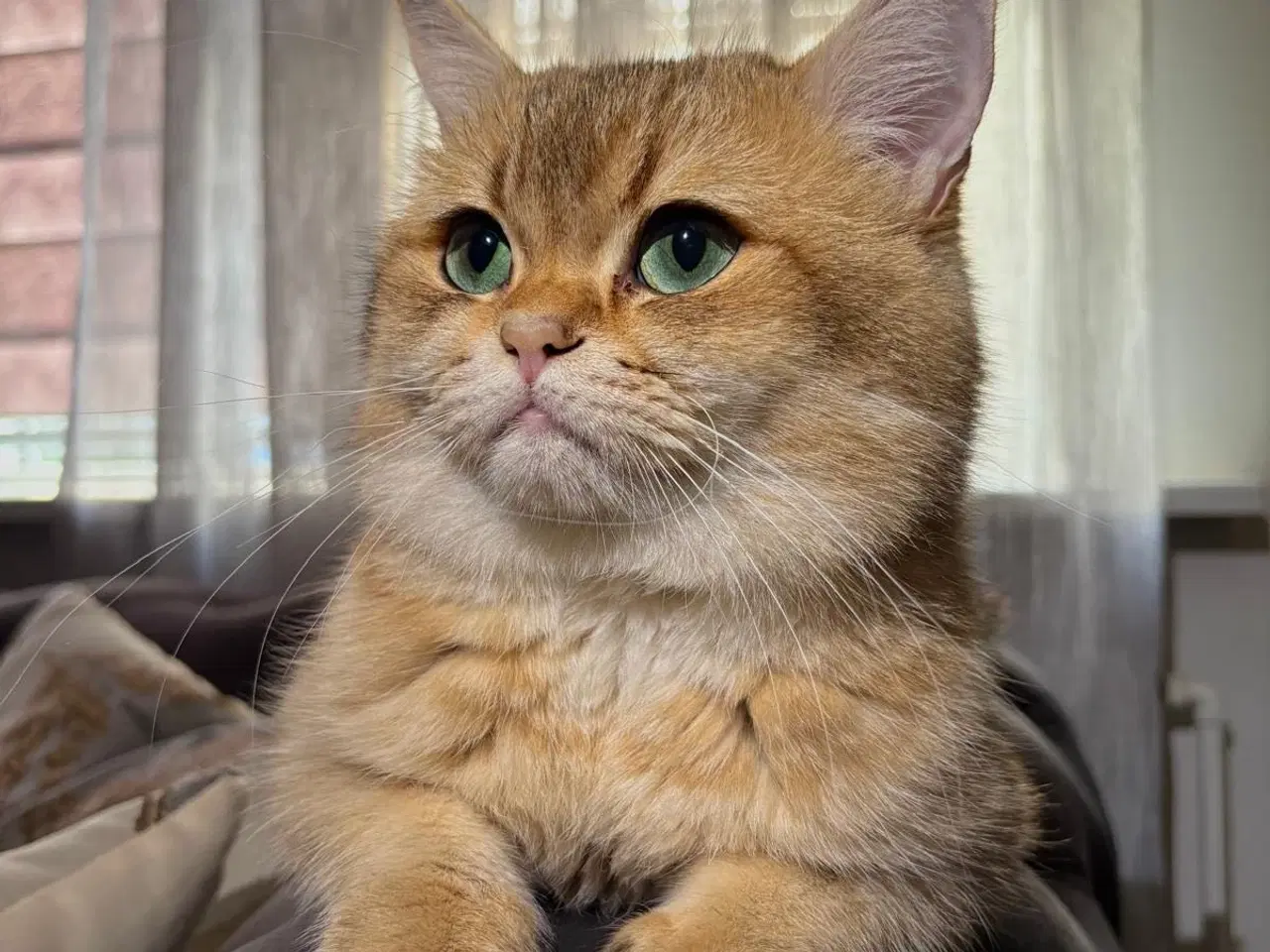 Billede 1 - Han kat