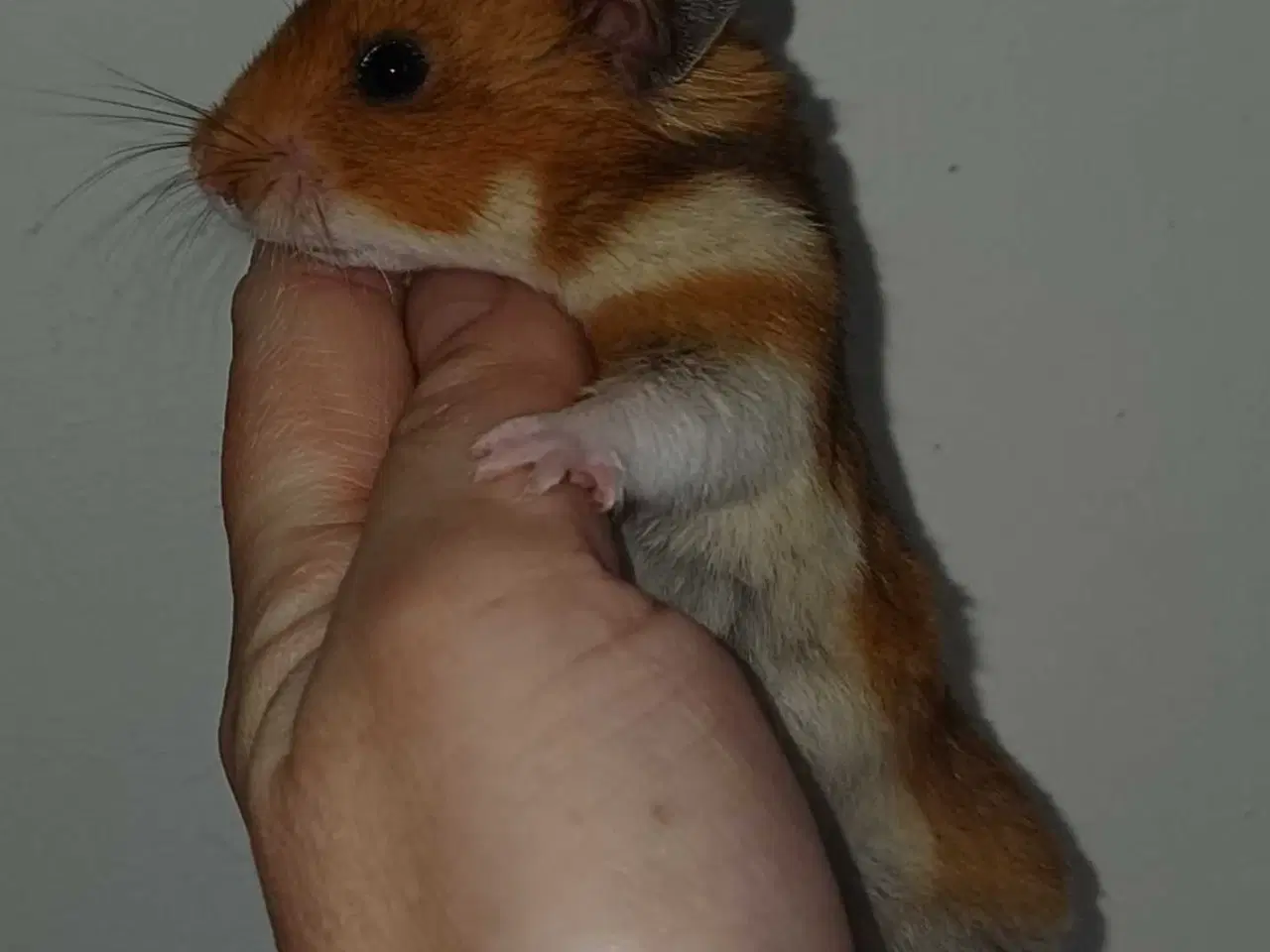 Billede 13 - Guldhamster unger