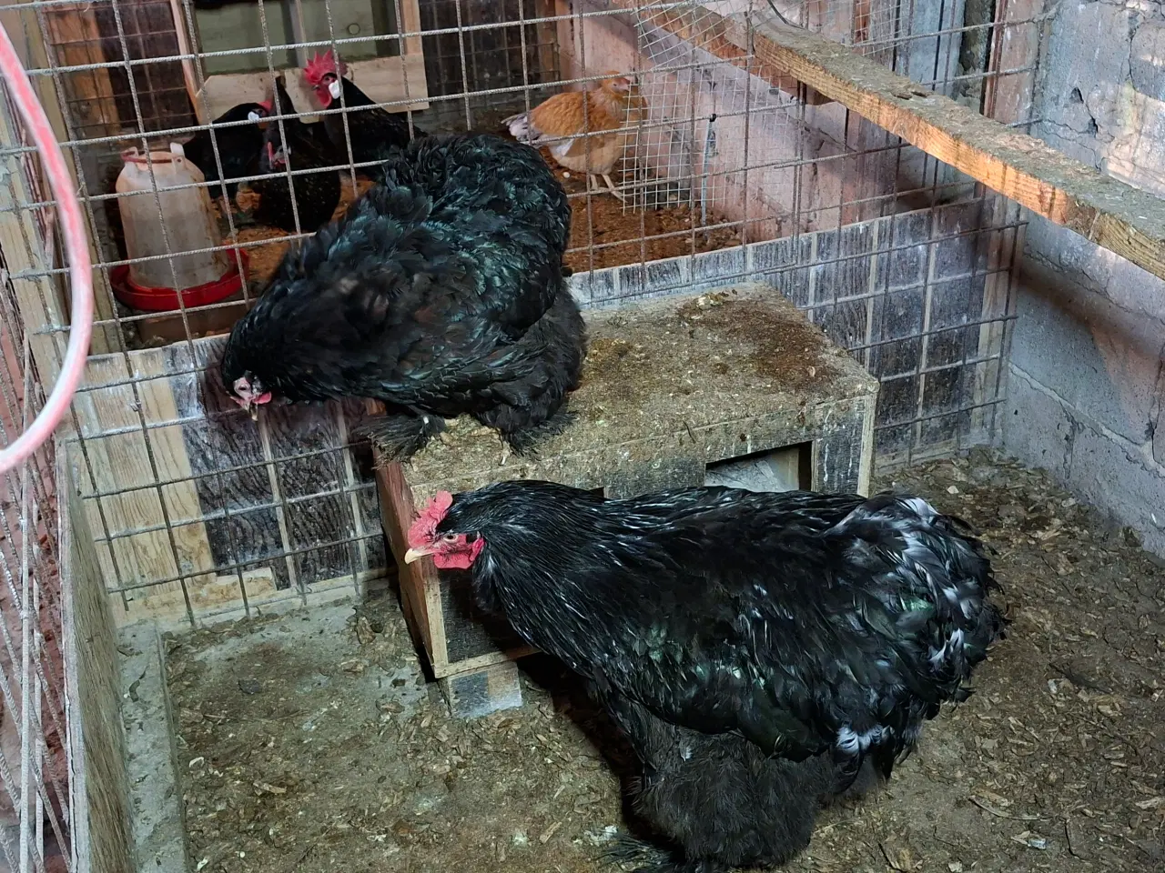 Billede 2 - Høns