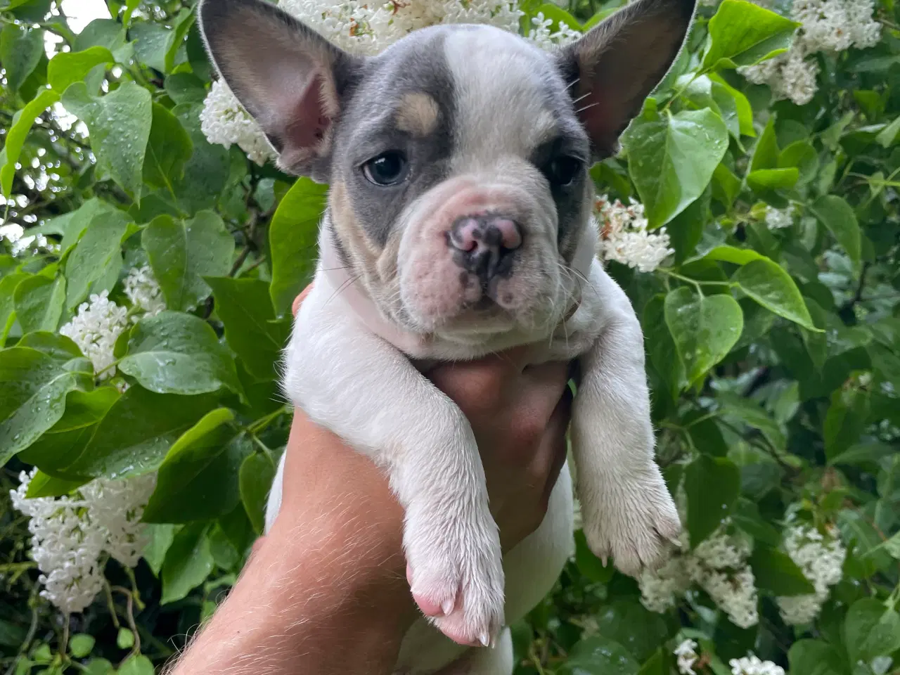 Billede 2 - Franske bulldog hvalpe rejseklare NU