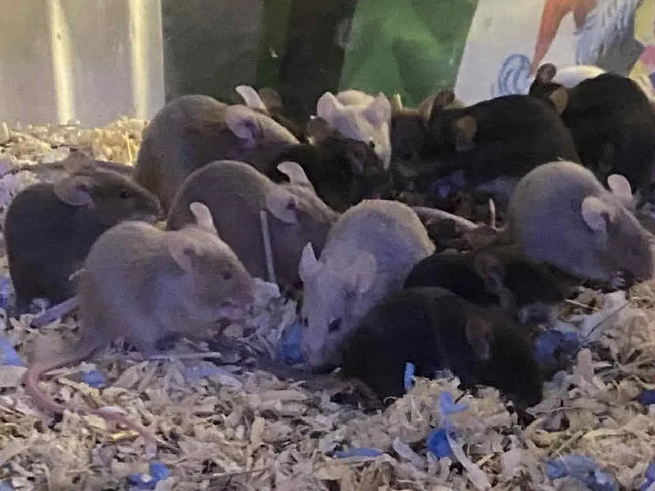 Billede 1 - Mus sælges