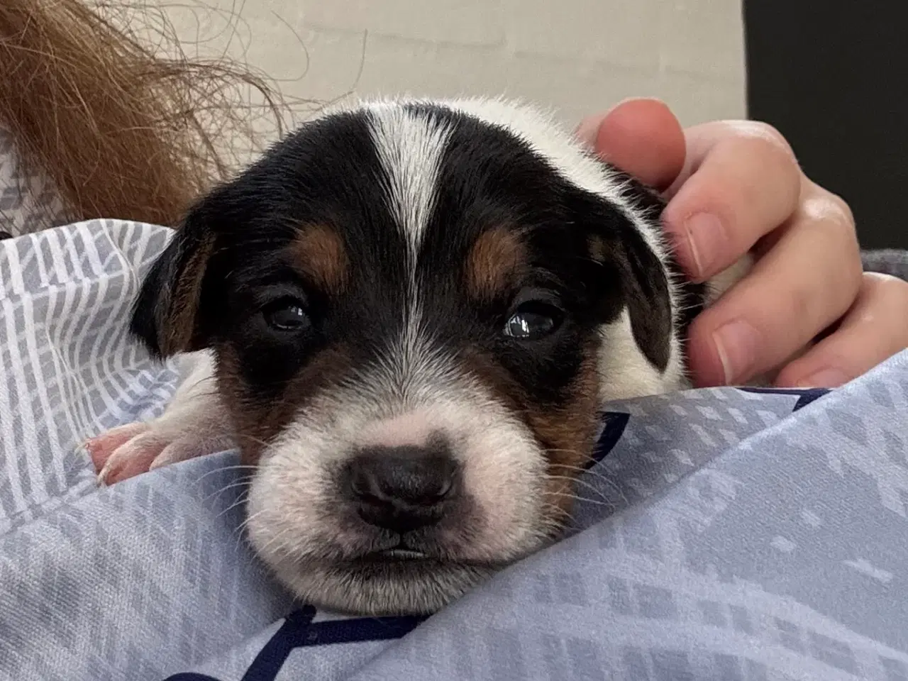 Billede 9 - Dansk/svensk-foxterrier blandingshvalpe