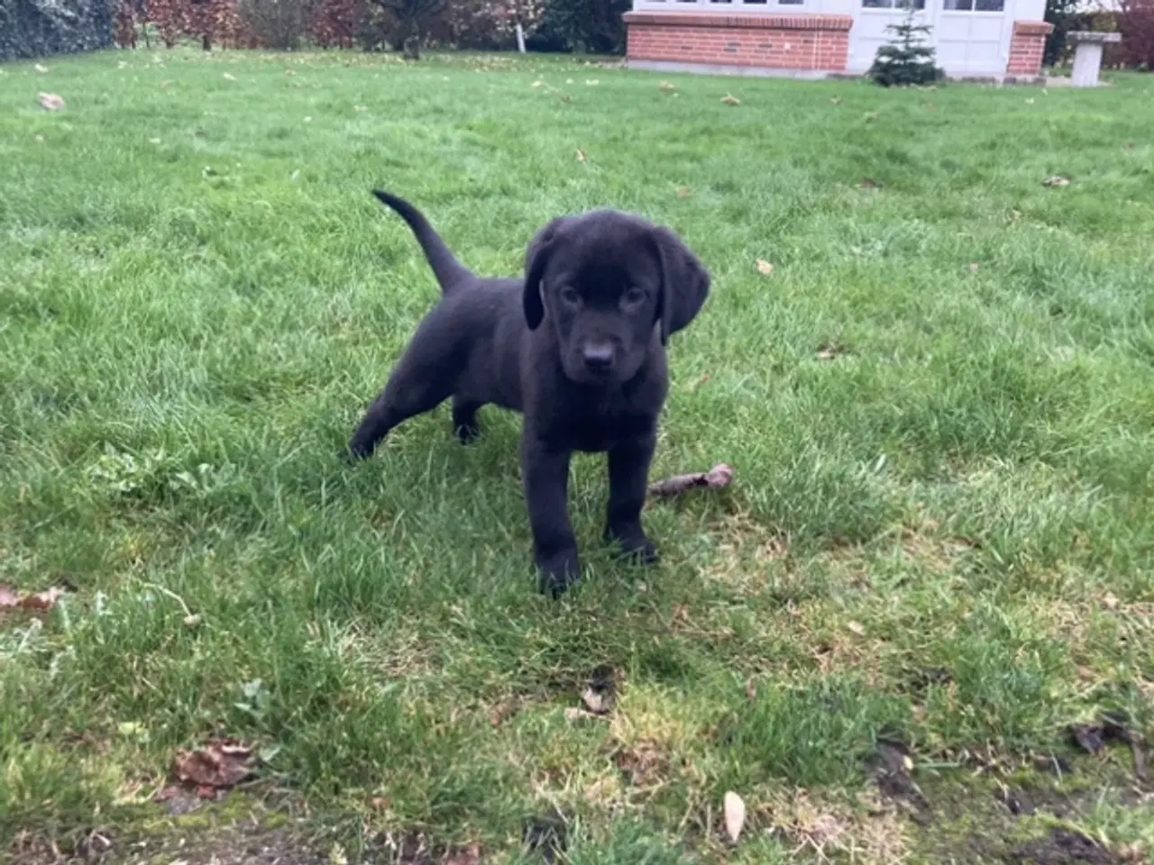 Billede 6 - Ægte labrador hvalpe sælges 