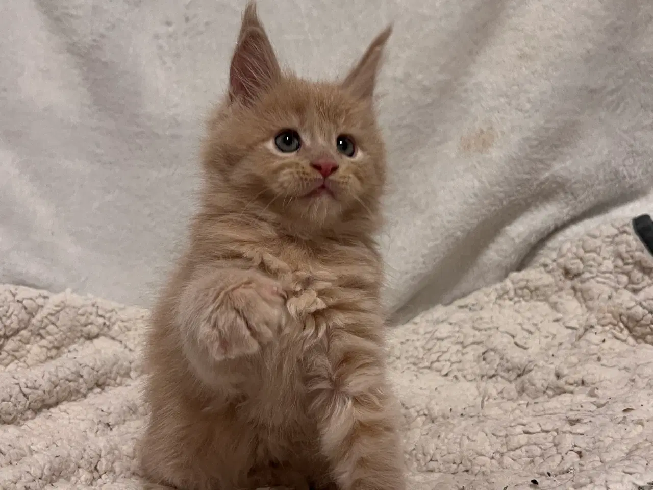 Billede 1 - Mainecoon killing 