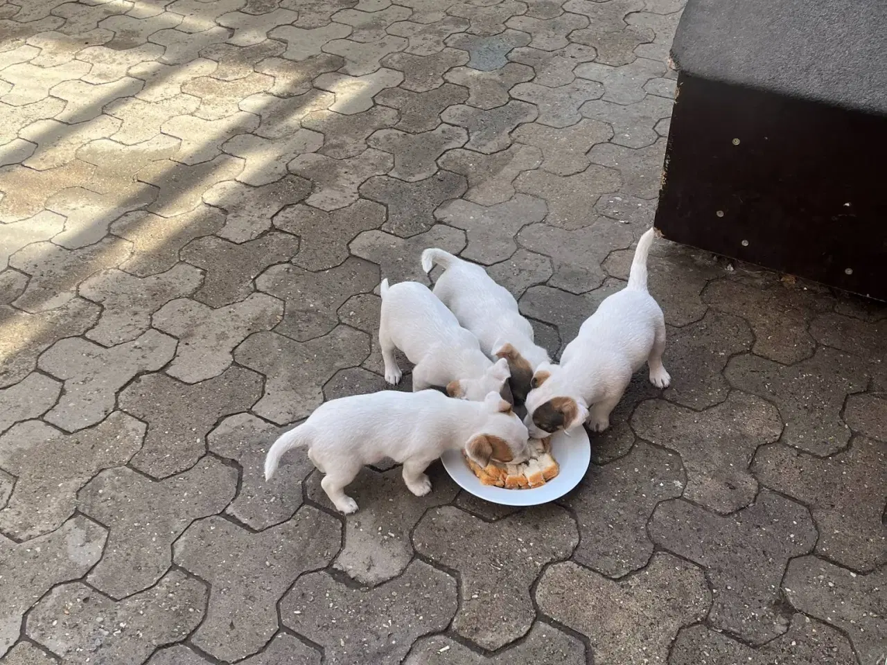 Billede 6 - Jack Russel Terrier Hvalpe