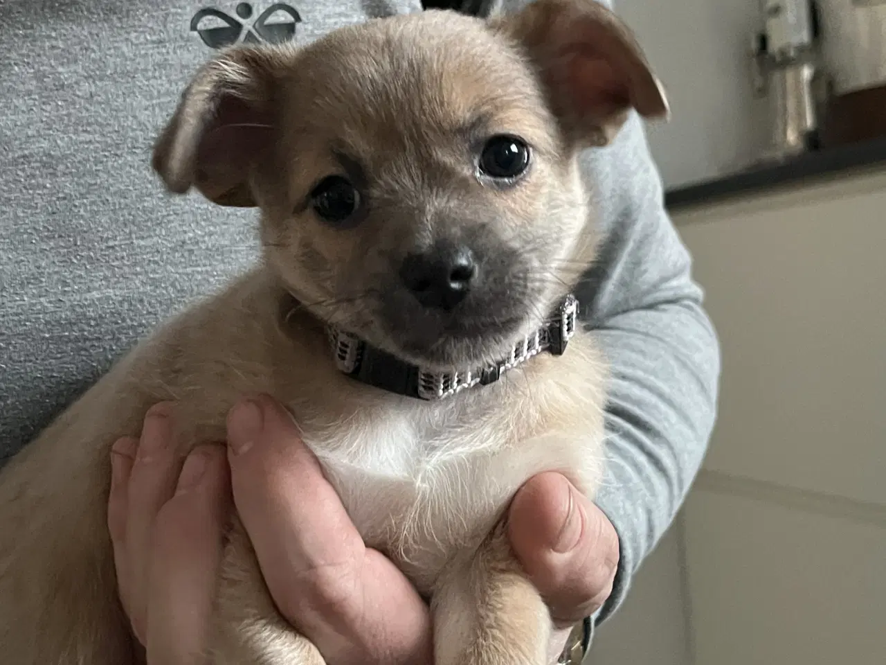 Billede 12 - Kærlighed og Charme: Skønne Pomchi-Hvalpe