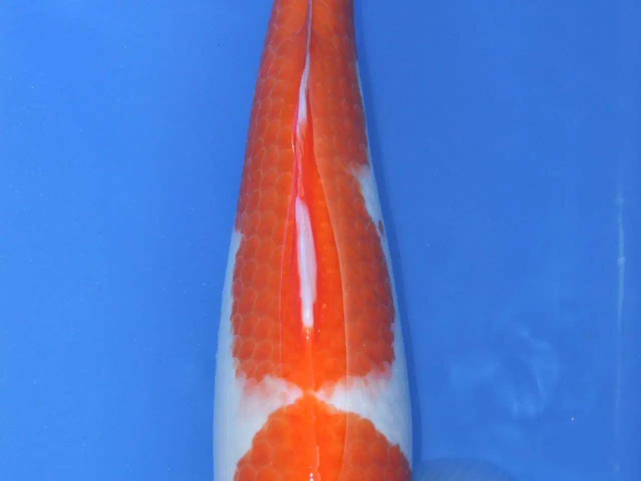 Billede 1 - Koi - Kuhaku - Chargoi - Showa 