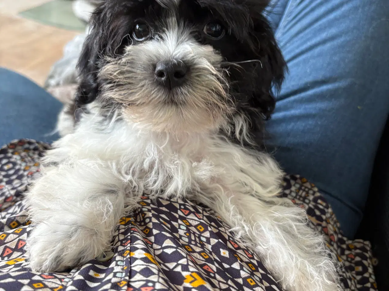 Billede 10 - Allergivenlig -mini/ micro Yorkie mix