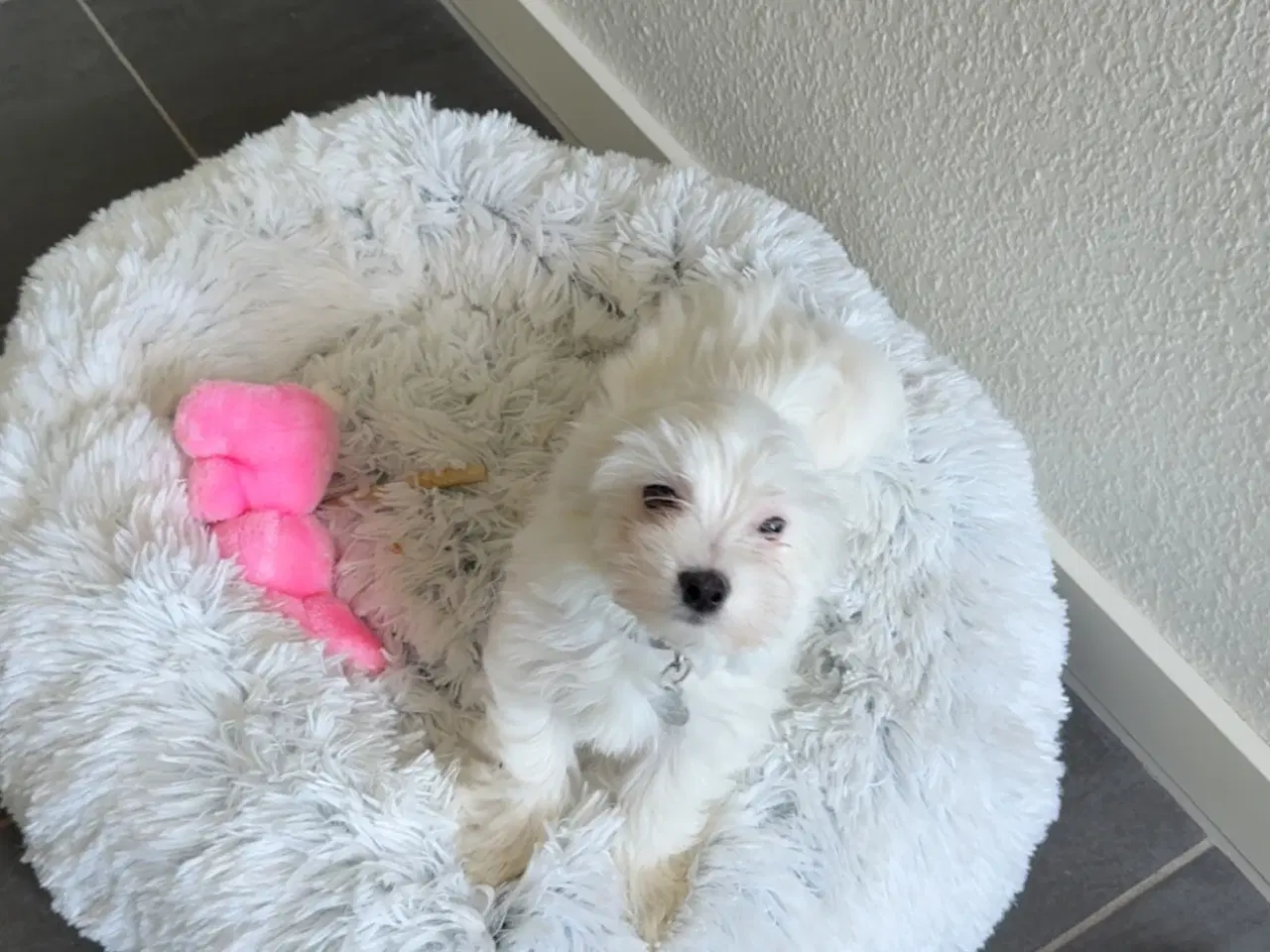 Billede 3 - Maltipoo hvalp