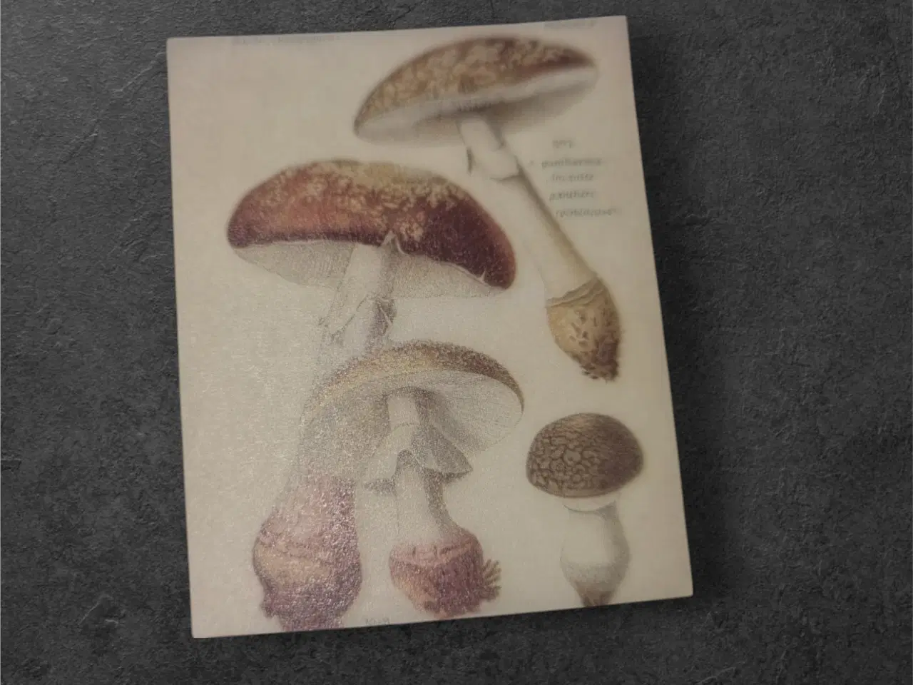 Billede 1 - Papirark med detaljerede svampemotiver