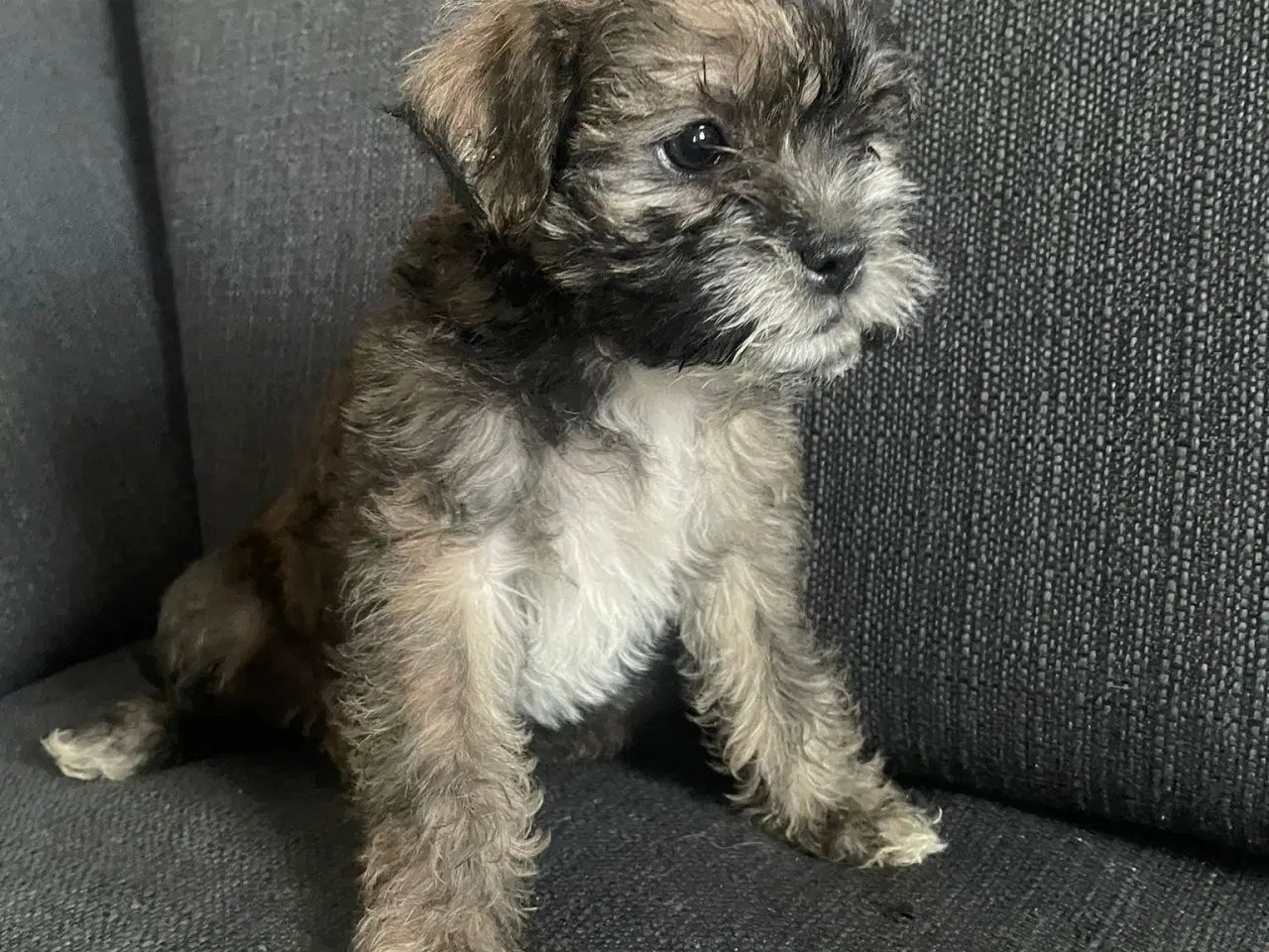 Billede 4 - Blandingsracehvalpe søger et hjem