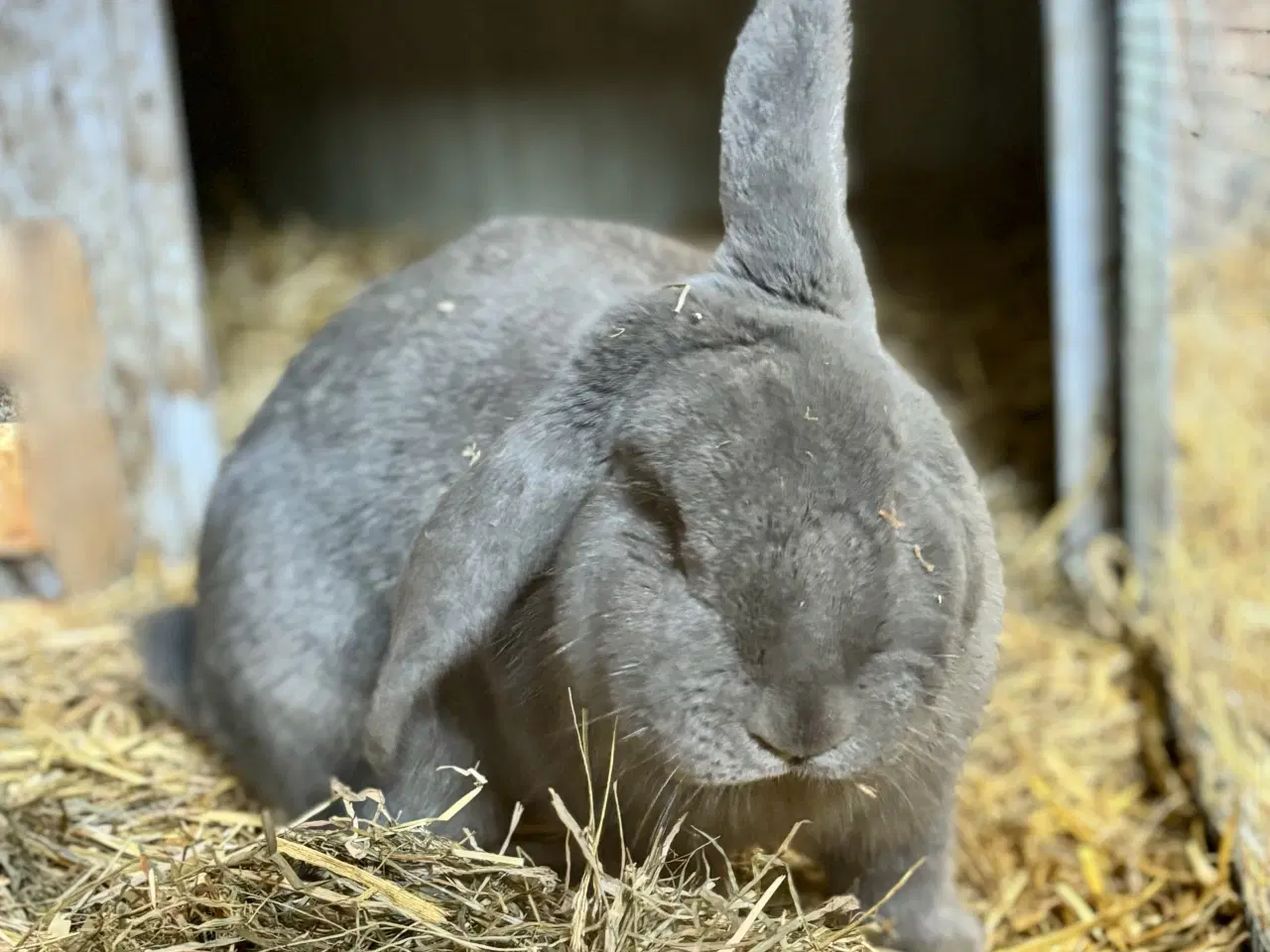 Billede 3 - 11 søde kaninunger af store racer