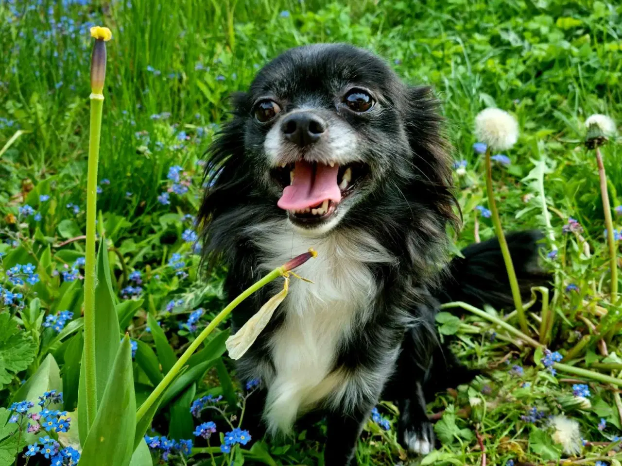 Billede 1 - Hund, Chihuahua, 4 år