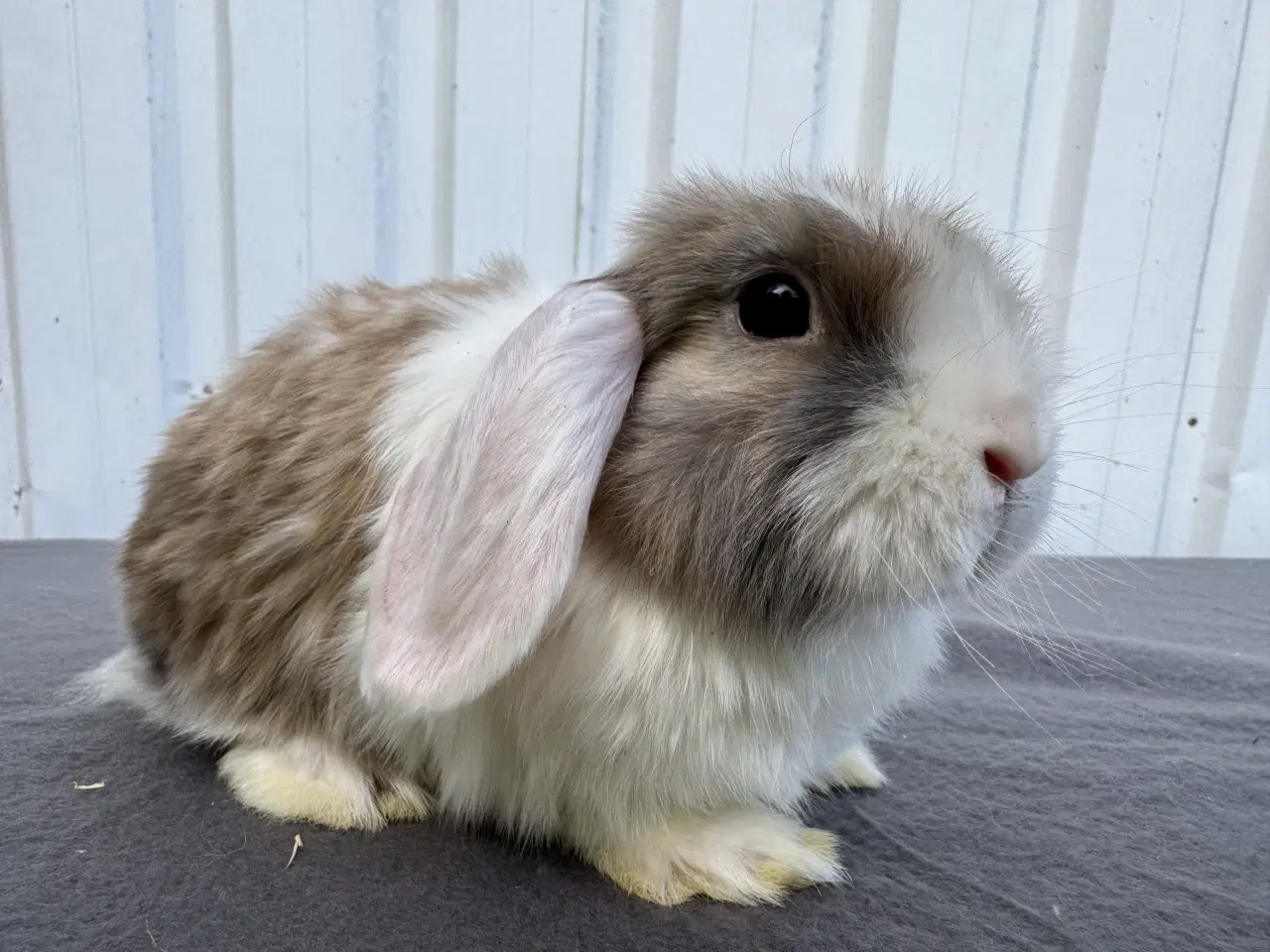 Billede 2 - Dværgvædder/Mini lop hunkanin 