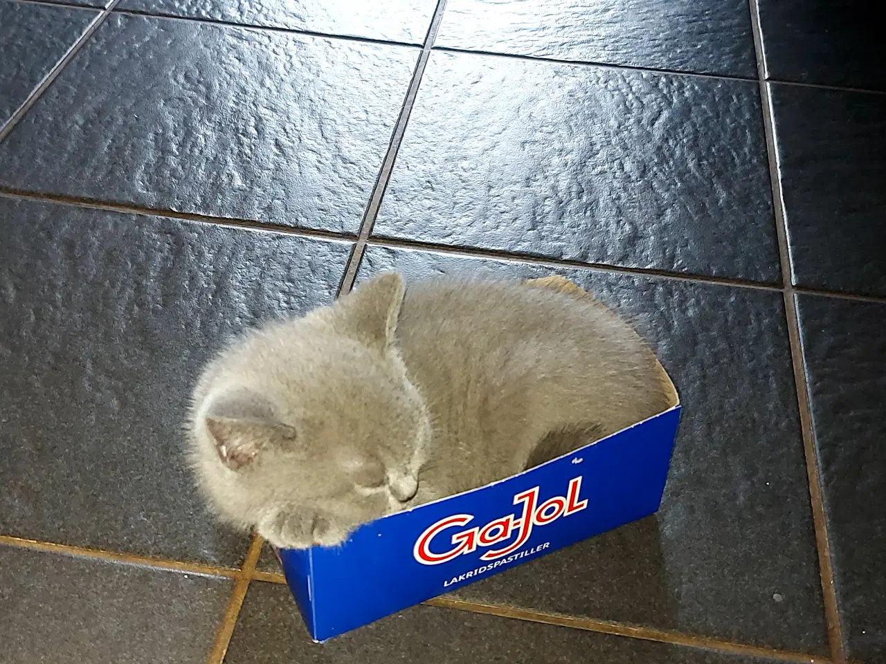 Billede 4 - DK Færge`s Bente efter gamle klassiske  blå linjer