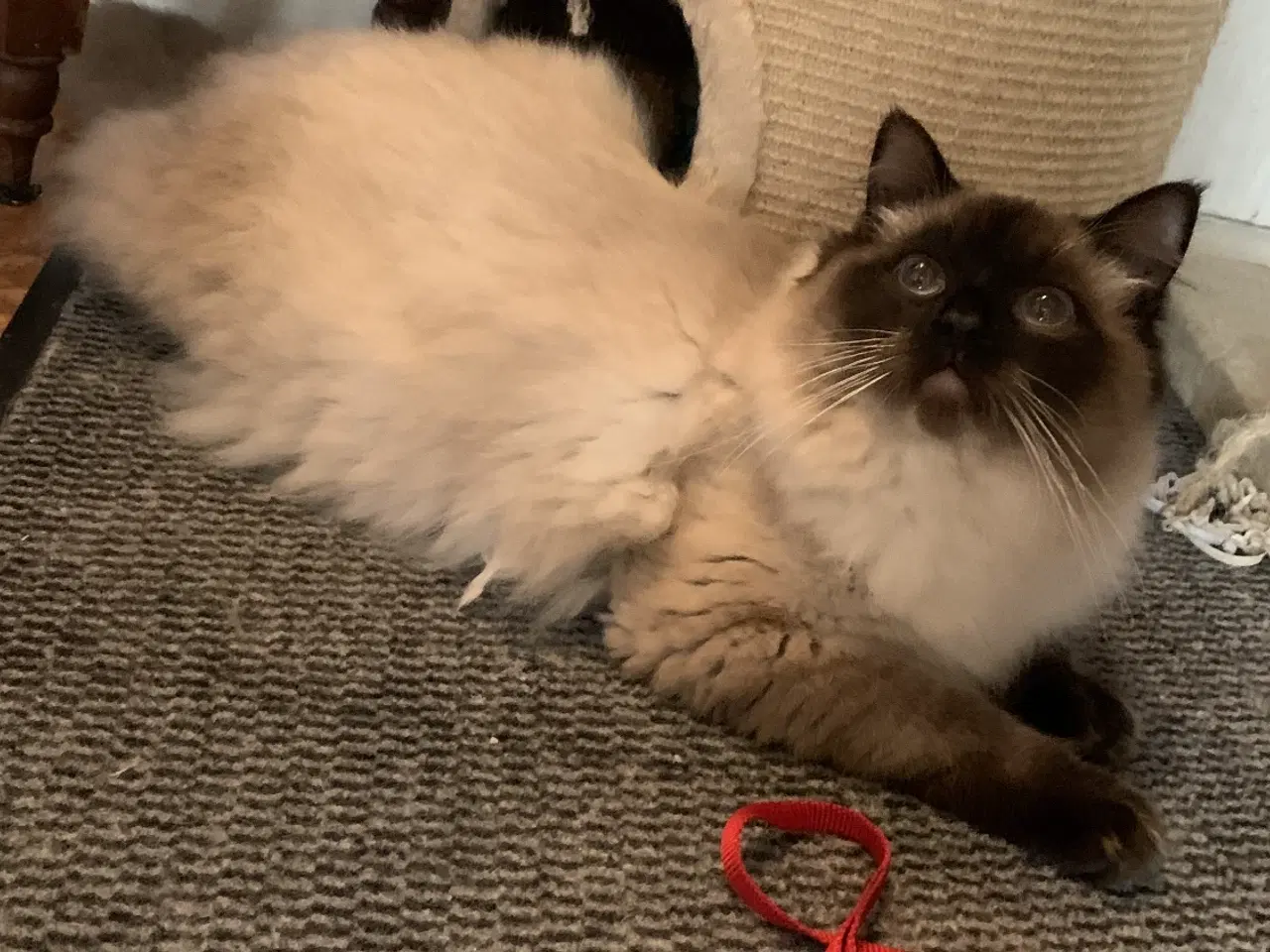 Billede 6 - Ragdoll-Skovkatte killinger,familievenner