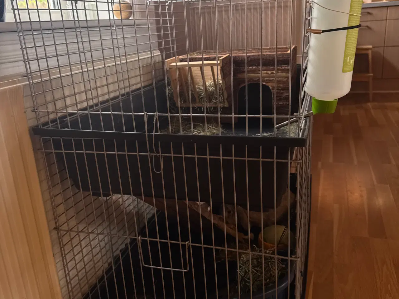 Billede 4 - Mini lop han kanin 