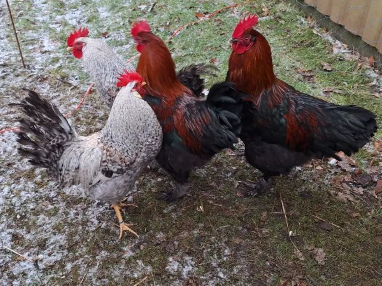 Billede 4 - Cream Lagbar og Sort Kobber Maran haner.