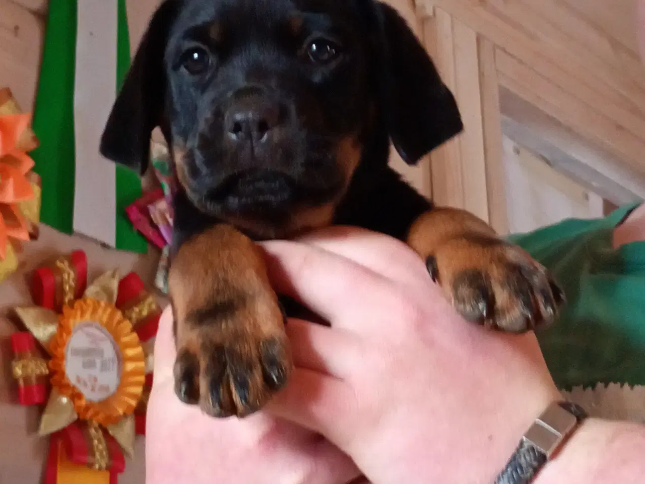 Billede 7 - Rottweiler x Cane Corso 12,5% 