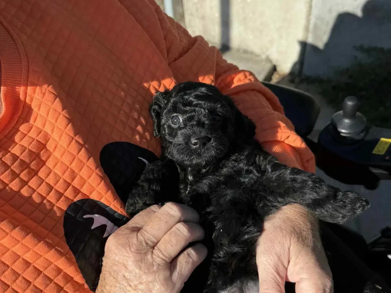 Billede 12 - Labradoodle hvalpe