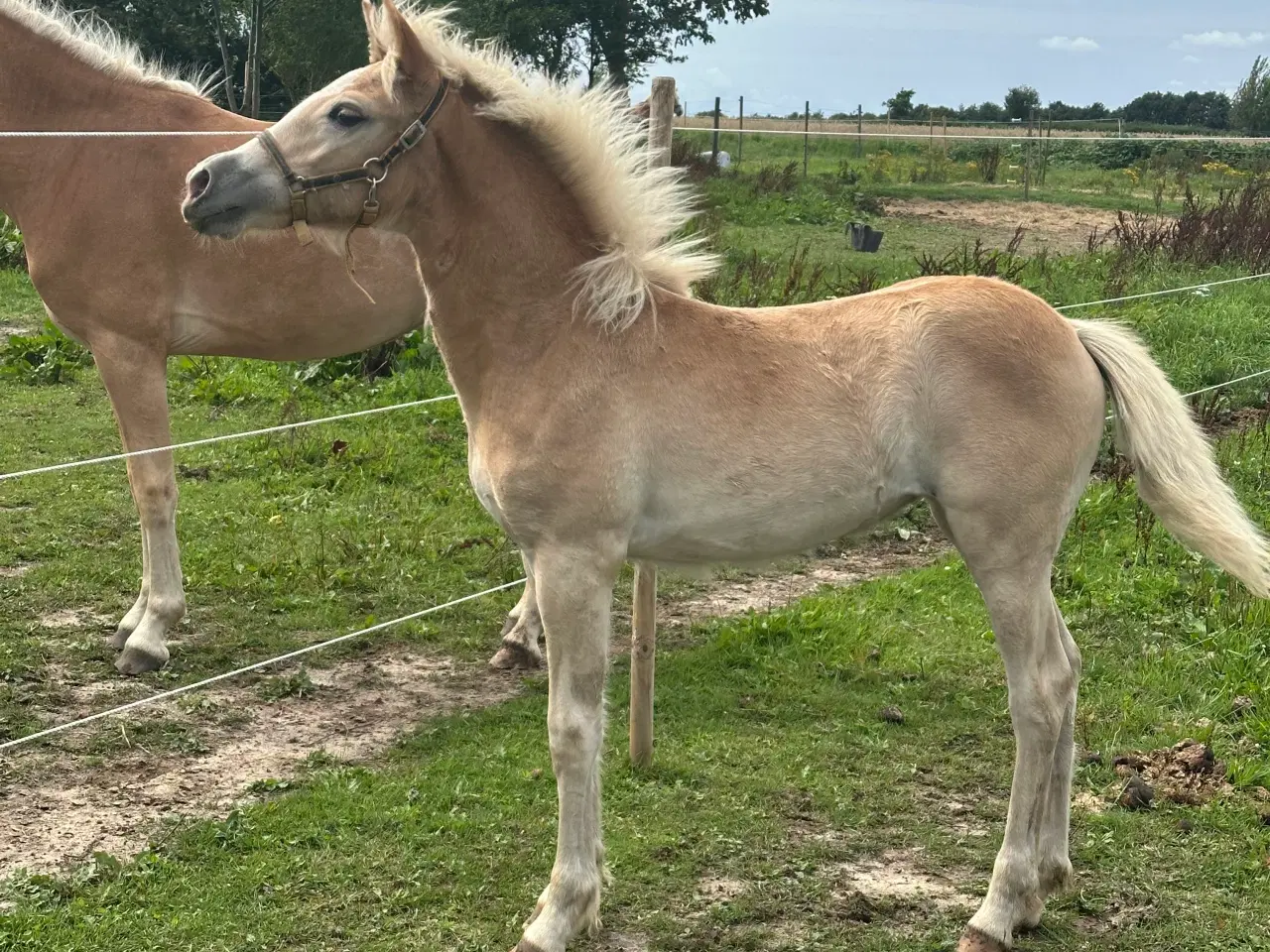 Billede 4 - Haflinger hoppe føl 