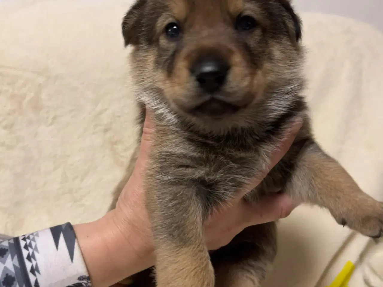 Billede 3 - Blandings Hvalpe 