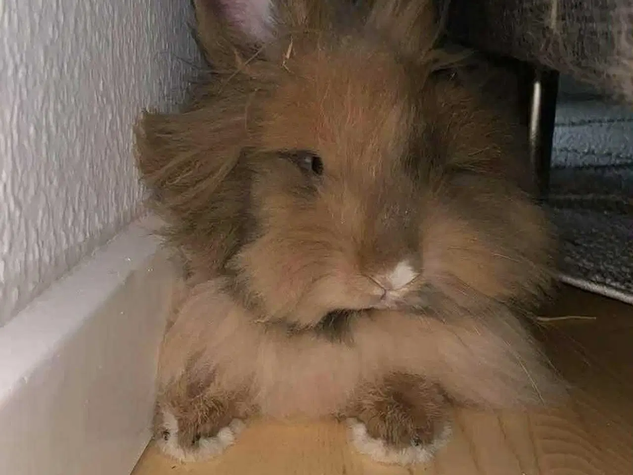 Billede 1 - To kaniner søger godt hjem 