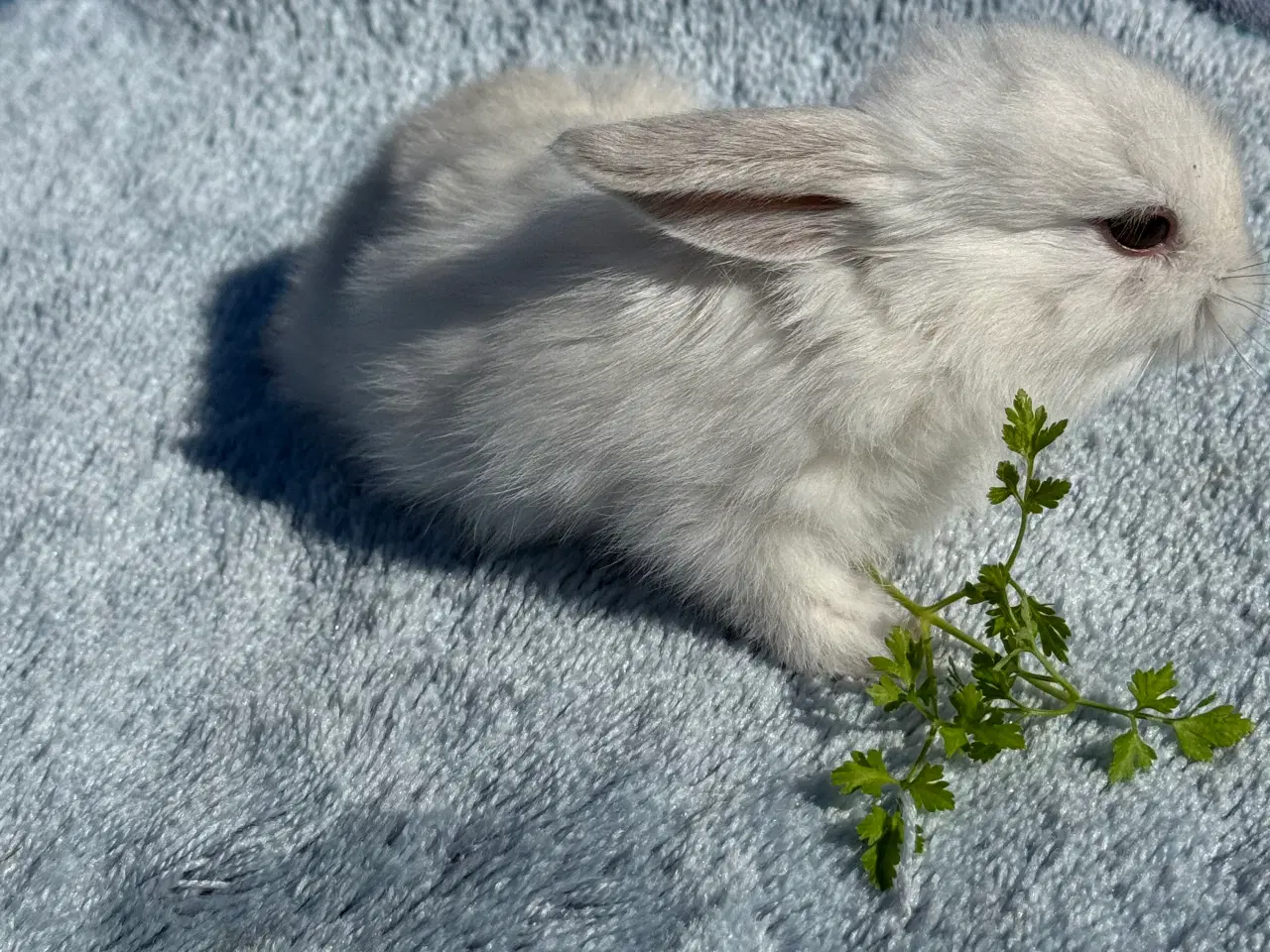Billede 11 - Mini lop
