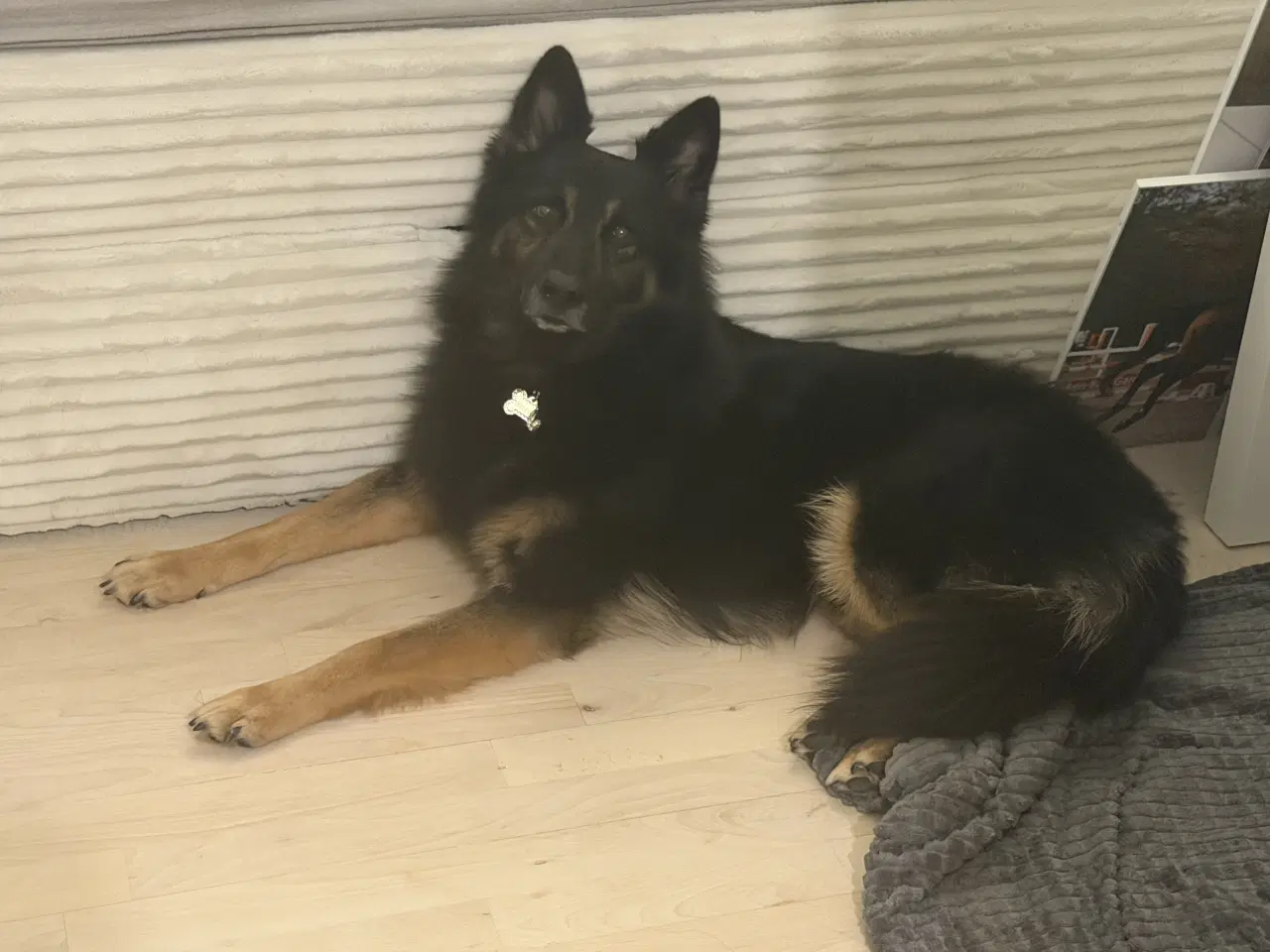 Billede 3 - Søde Scooby søger nyt hjem