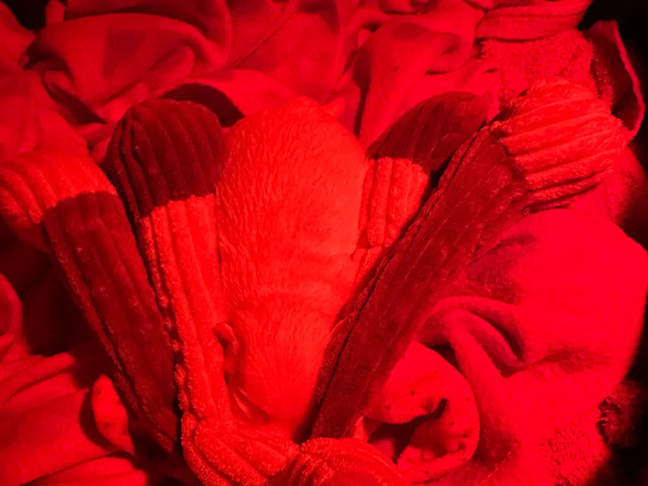 Billede 10 - Malteser hvalp 