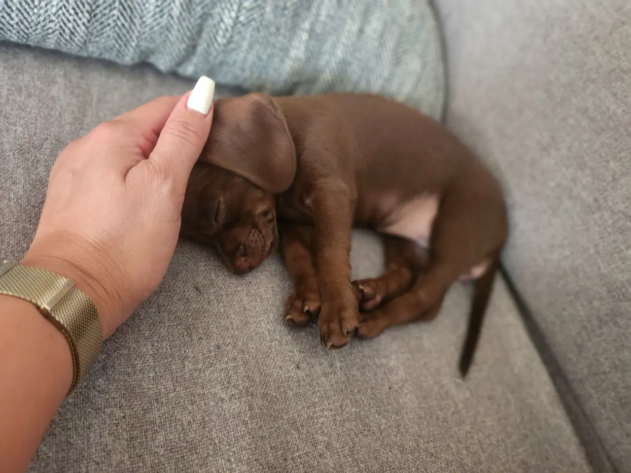 Billede 13 - Chiweenie hvalpe til salg – Chihuahua x gravehound