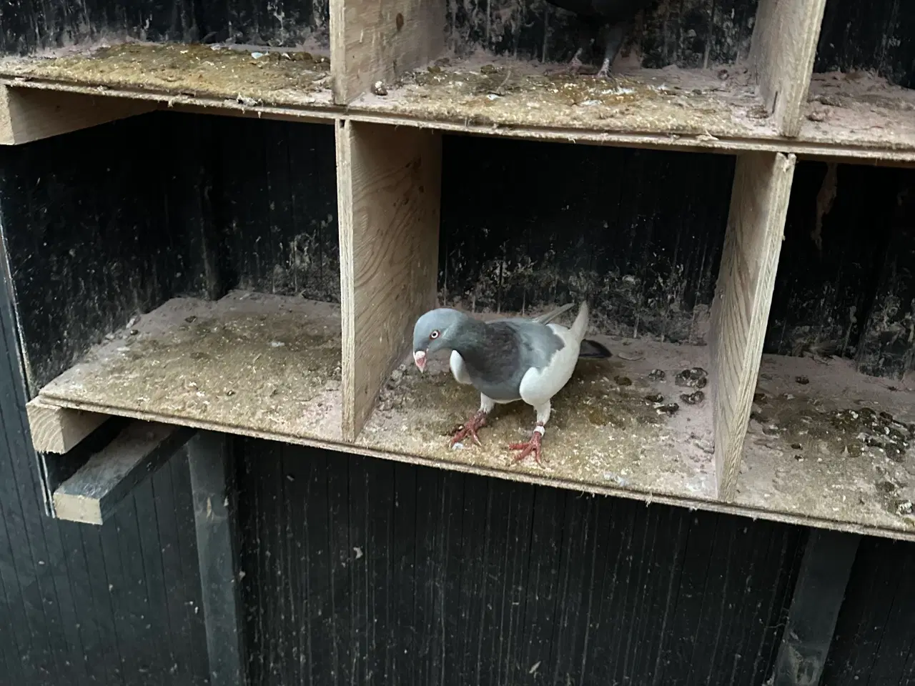 Billede 15 - Mange forskellige Arbisk race due