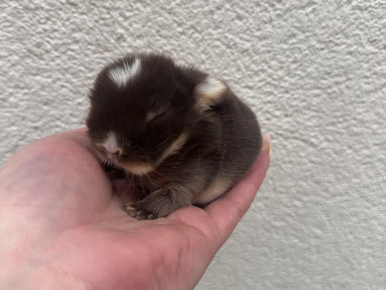 Billede 4 - Ægte minilop - DRENG - udlandsk 