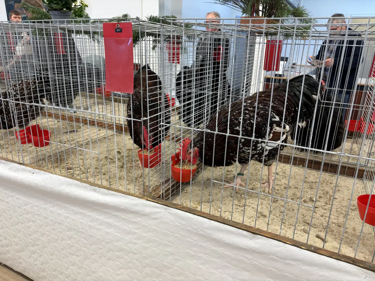 Billede 4 -  1.5 Sussex i Brun sort porcelænsfarvet